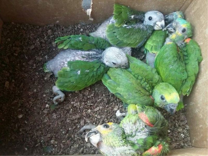  (Foto: 3ª Companhia de Polícia Ambiental de Gurupi/ Divulgação)