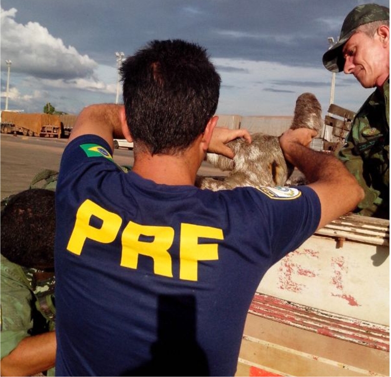 (Foto: PRF Tocantins/Divulgação)