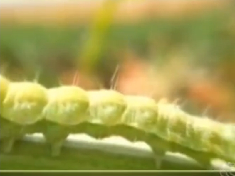 (Foto: Reprodução/TV Anhanguera)