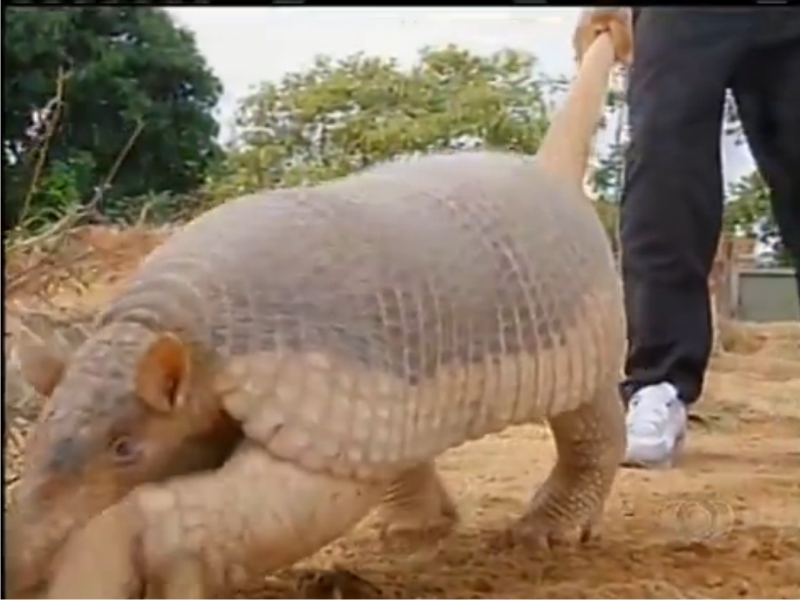 (Foto: Reprodução/TV Anhanguera)