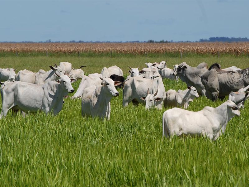 Foto: Divulgação / Ascom Seagro