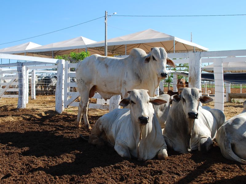 ADAPEC Tocantins