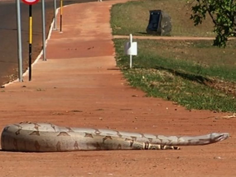 G1 Goiás