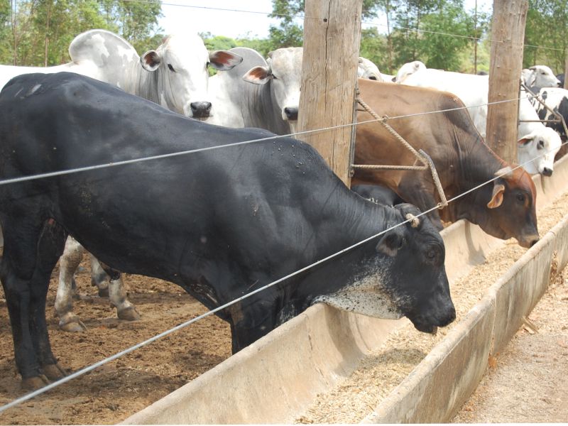 Foto: Divulgação/Governo do Tocantins