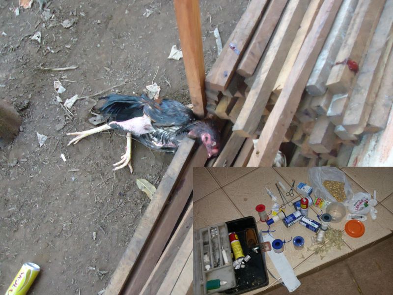 Fotos: Divulgação CIPRA