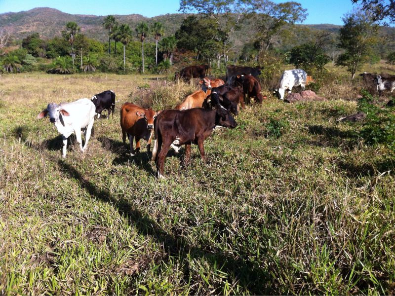 Foto:Divulgação SSP-TO