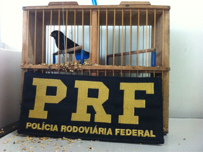 (Foto: Divulgação/PRF-TO)