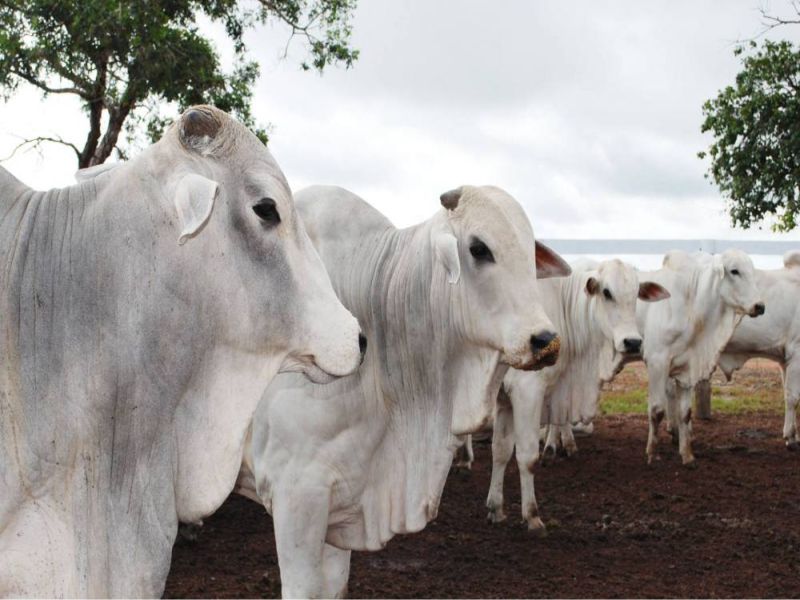 Foto: Divulgação Fabíola Dias 