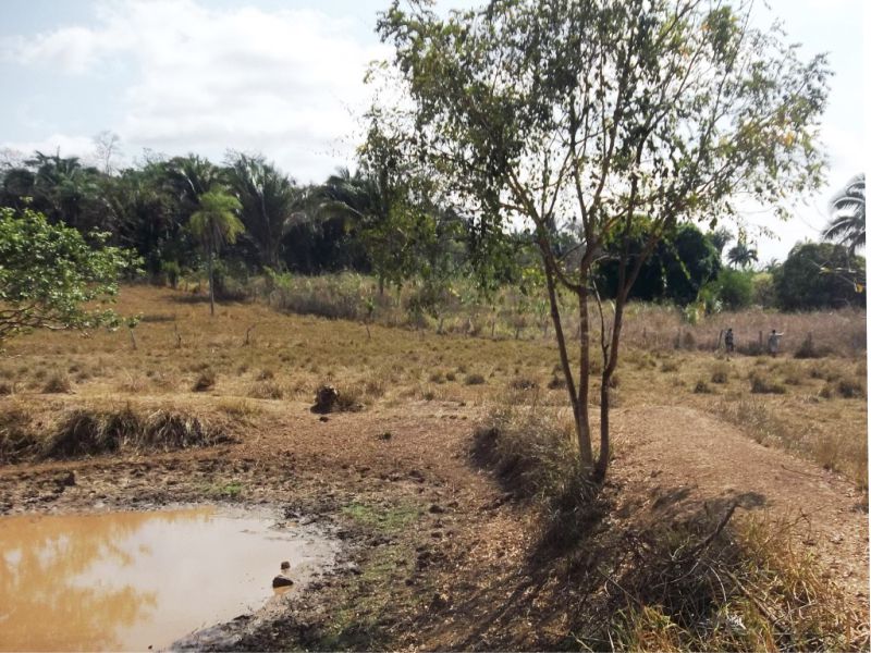 Foto: Dirceu Leno / Ascom prefeitura de Tocantinopolis