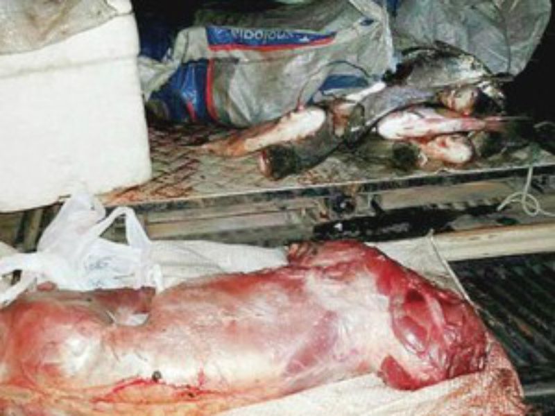 (Foto: Divulgação/Cipra)